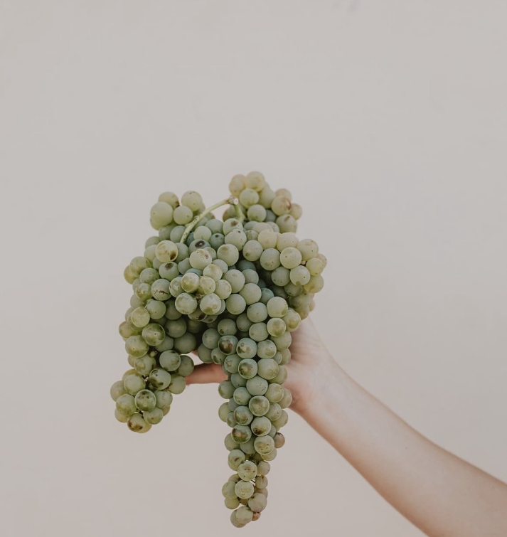 Pietro17 - Degustazione Classica Marche Vicari Vini