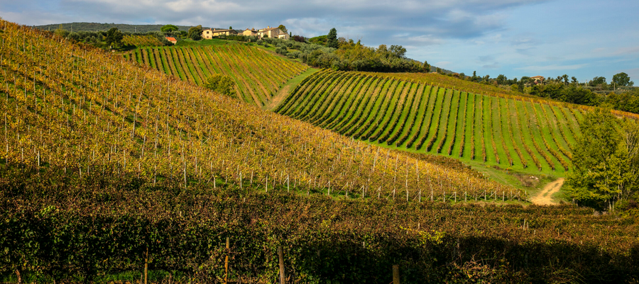 Az.agr Palagetto - Light Lunch Tasting “Ad Hoc San Gimignano” Toscana Az.agr Palagetto