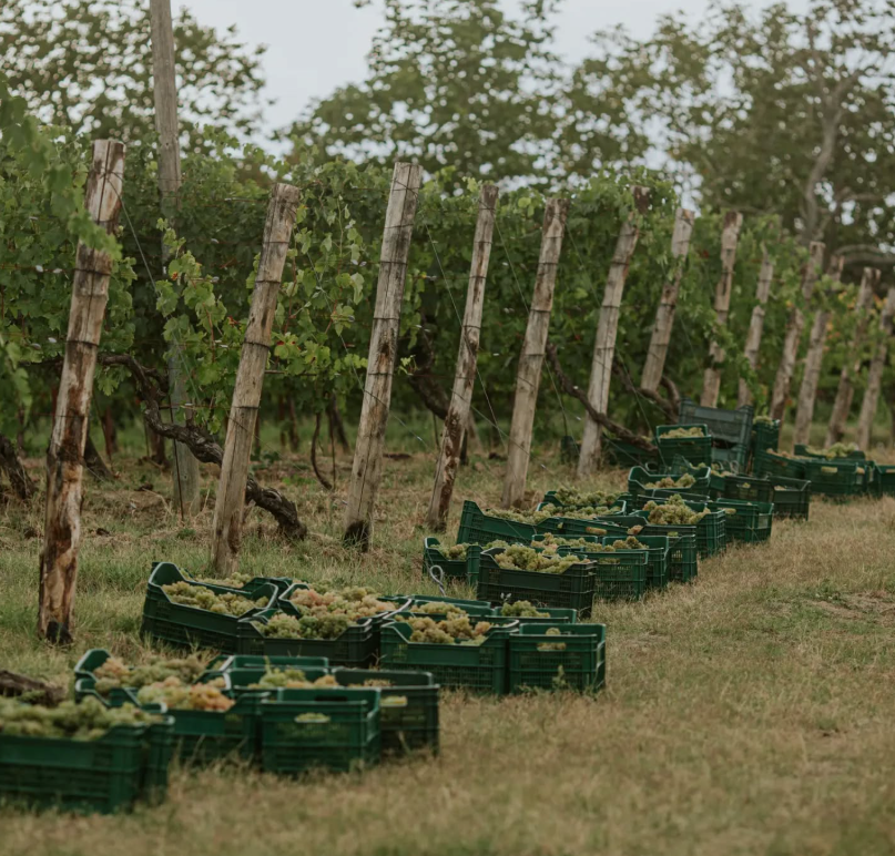 Pietro17 - Degustazione Classica Marche Vicari Vini