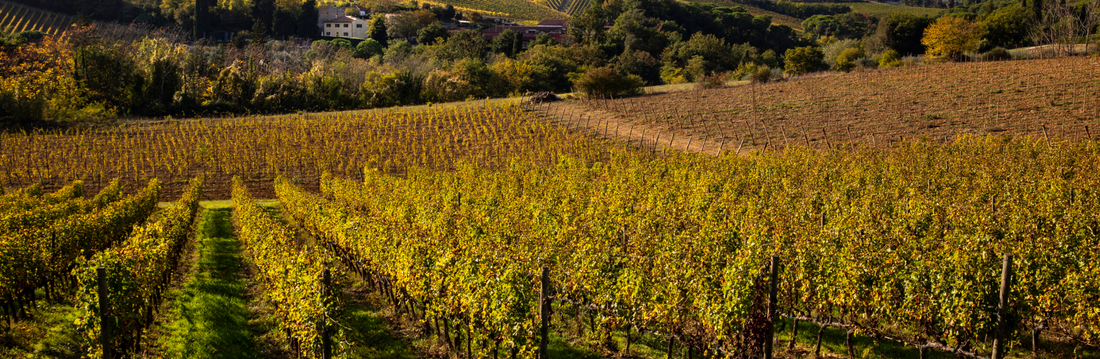 Az.agr Palagetto - Light Lunch Tasting “Ad Hoc San Gimignano” Toscana Az.agr Palagetto