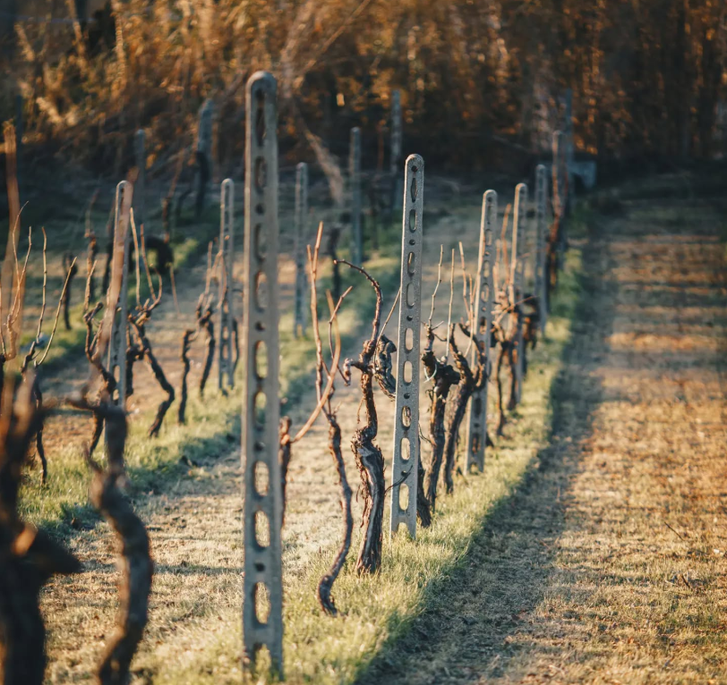 Pietro17 - Degustazione Classica Marche Vicari Vini
