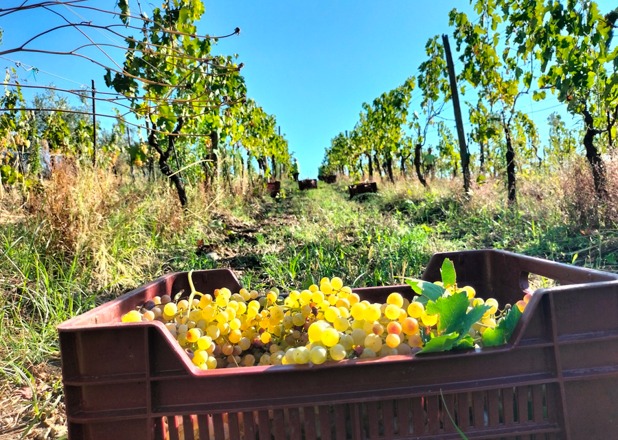 De Sanctis - Degustazione 3 Vini Lazio De Sanctis