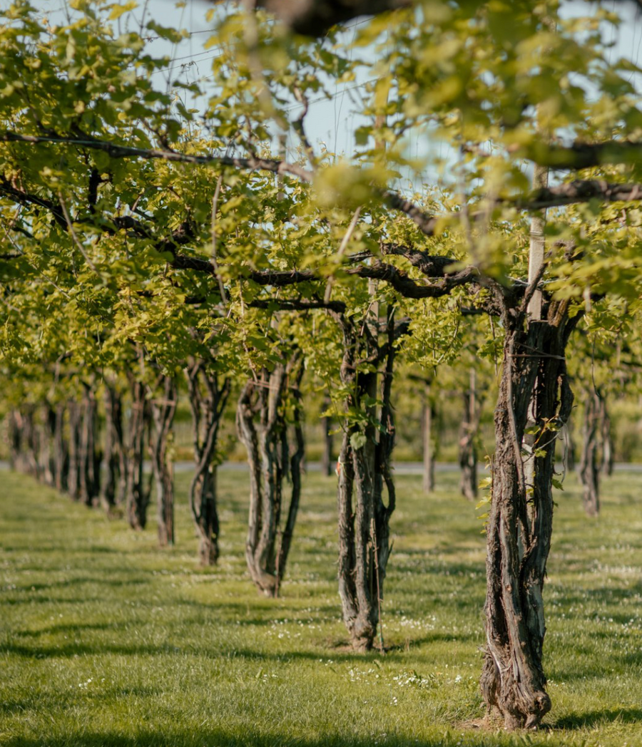 Cà di Rajo - Classic Wine Tour Veneto Cà di Rajo
