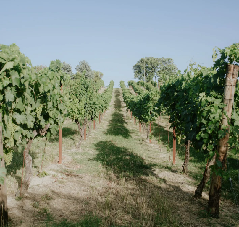 Pietro17 - Degustazione Classica Marche Vicari Vini