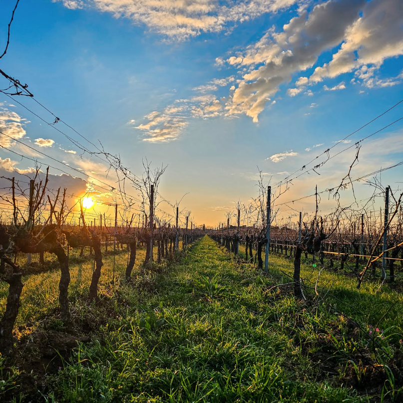 Terre del Marchesato - Degustazione Classic Toscana Terre del Marchesato