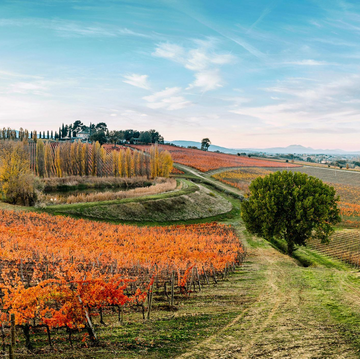 Arnaldo Caprai - Pic Nic in vigna