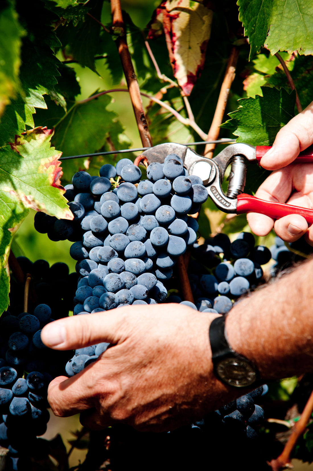 Tenuta Bossi - Le Cinque Sfu﻿mature di Rossi