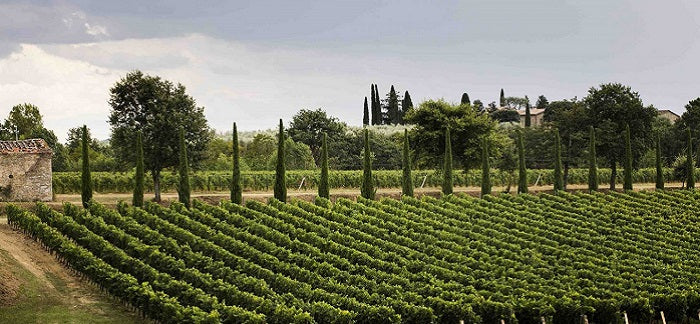 Tenuta sette ponti - Degustazione di vino esclusiva