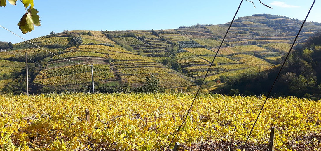 Azienda Agricola Casarotto - Degustazione Base - Veneto