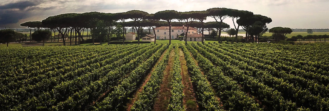 Tenuta Antinori Guada al tasso - Degustazione di vino esclusiva