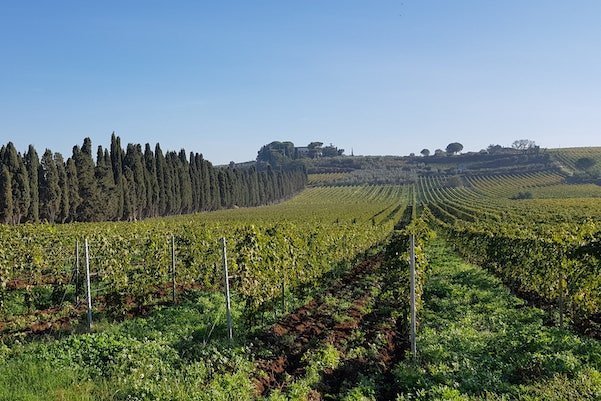Tenuta di Pietra Porzia - Esperienza Old Vintage Lazio Tenuta di Pietra Porzia