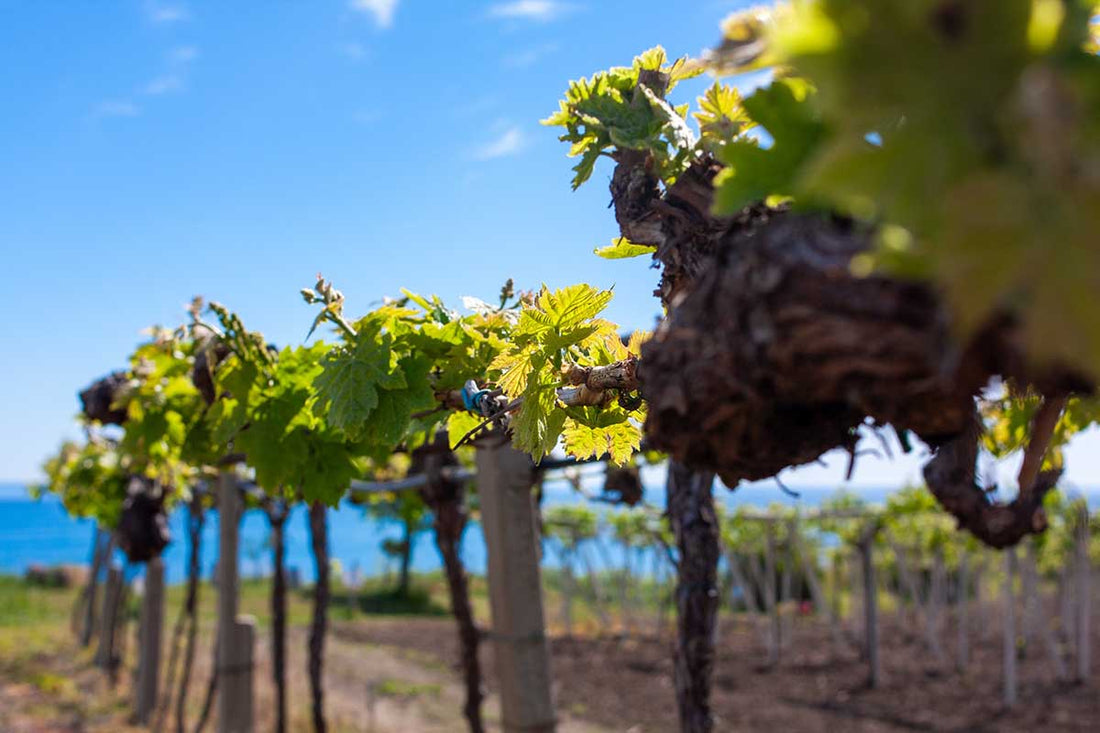 Costa dei Trabocchi - Tour 2 giorni - WINERIES