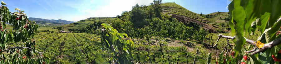 Azienda Agricola Casarotto - Degustazione Media - Veneto