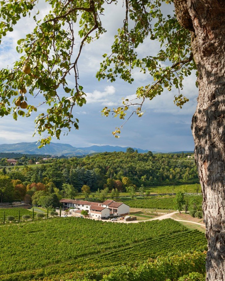 Bertani - Degustazione di vino esclusiva