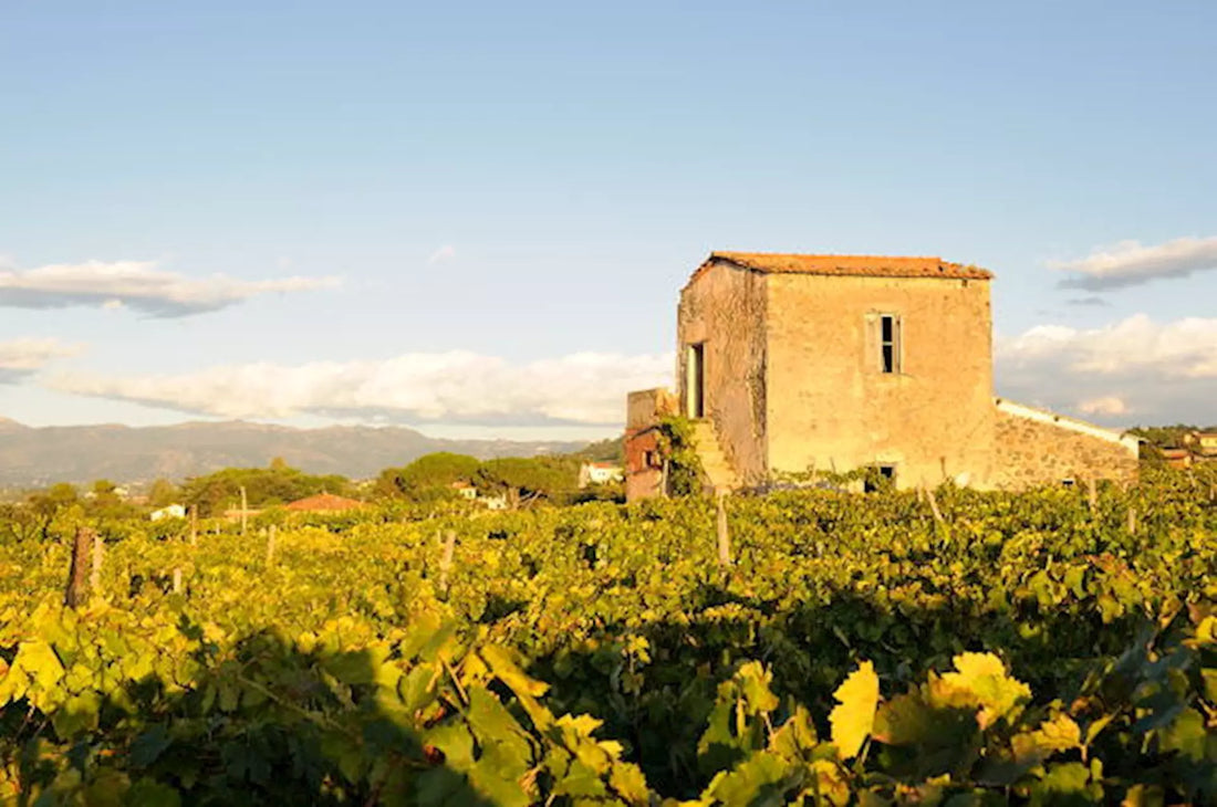 Casale Mattia - Pic nic nel vigneto - Lazio