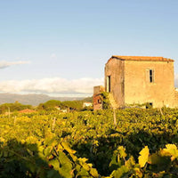 Casale Mattia - Pic nic nel vigneto - Lazio