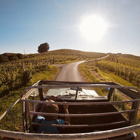 Oddone Prati - Pic Nic nel vigneto - Piemonte