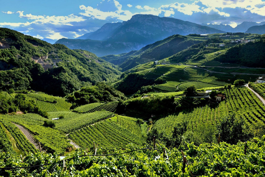 Villa Corniole - Visita e Degustazione in cantina