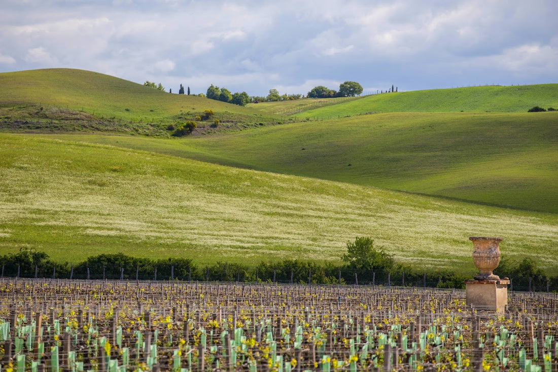 Tenuta di trinoro - Degustazione di vino esclusiva