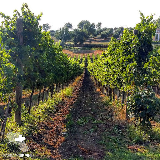 Mastroberardino - Degustazione di vino esclusiva