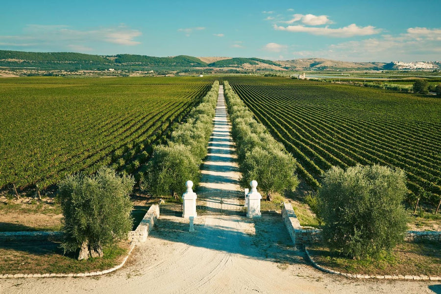 Tenuta Antinori Bocca di lupo - Degustazione di vino esclusiva