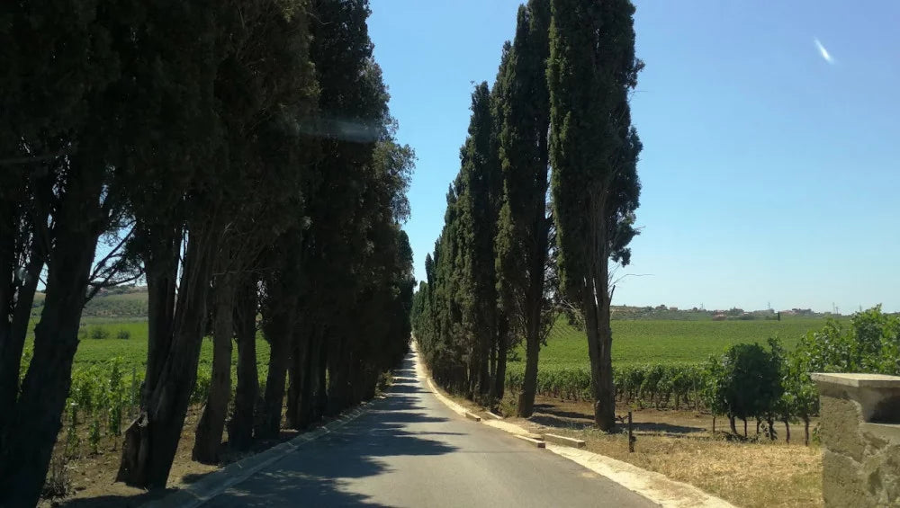 Tenuta di Pietra Porzia - Esperienza Old Vintage Lazio Tenuta di Pietra Porzia