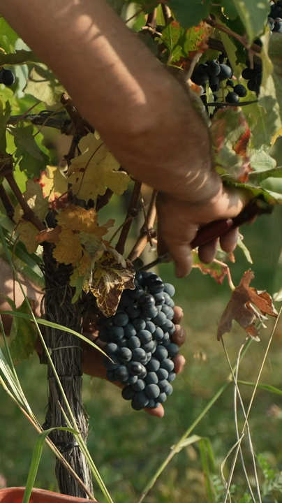 Dosio Vigneti - Il Barolo si svela