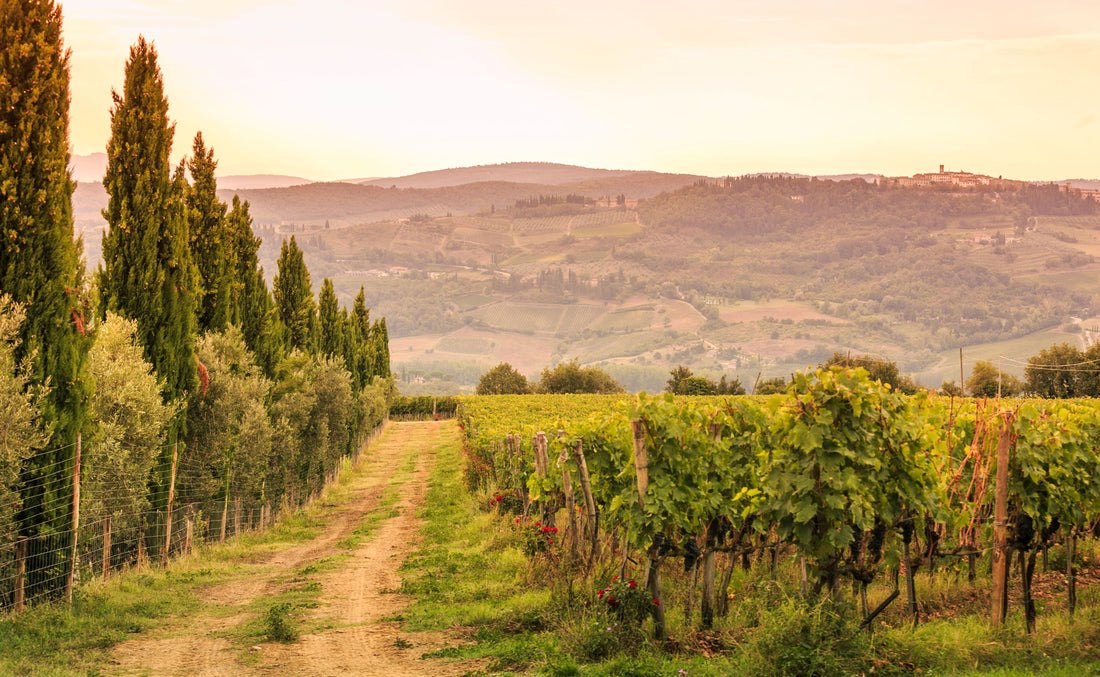 Castelvecchi - Degustazione sensoriale