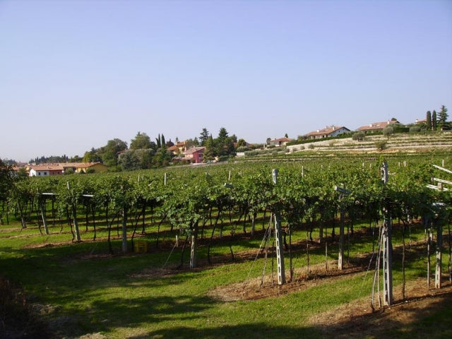 Castellani Michele - Degustazione 4 Vini