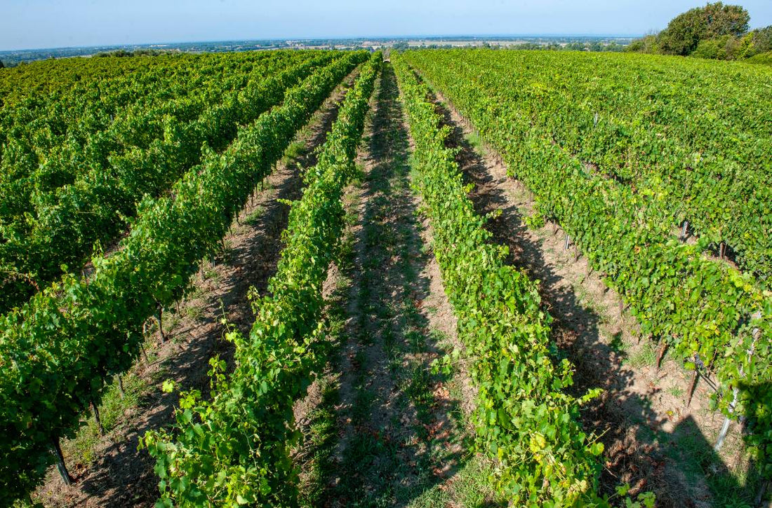 Castello di Torre in Pietra - Cooking class e Pranzo Lazio Castello di Torre in Pietra