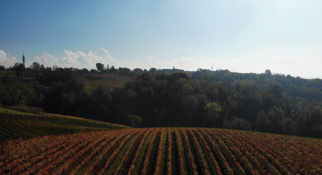 Dosio Vigneti - Il Barolo si svela