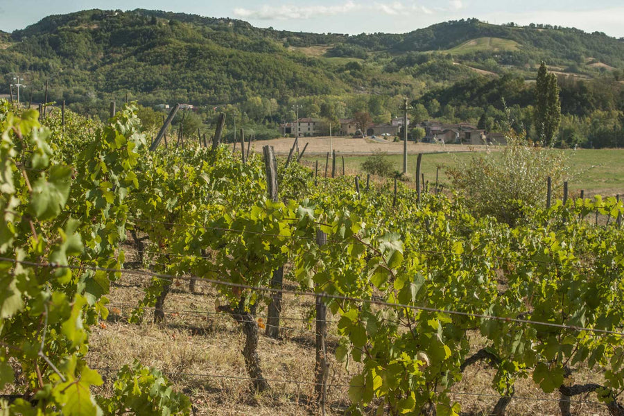 Il Vino e Le Rose - Degustazione + soggiorno - Piemonte