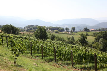 Cantina Le Macchie - Le Origini - WINERIES