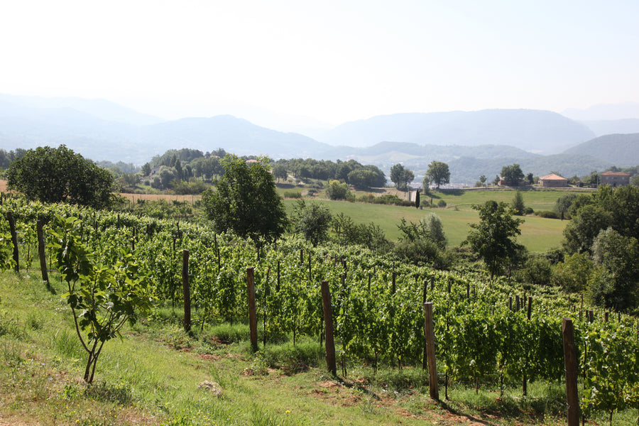 Cantina Le Macchie - Le Origini - WINERIES