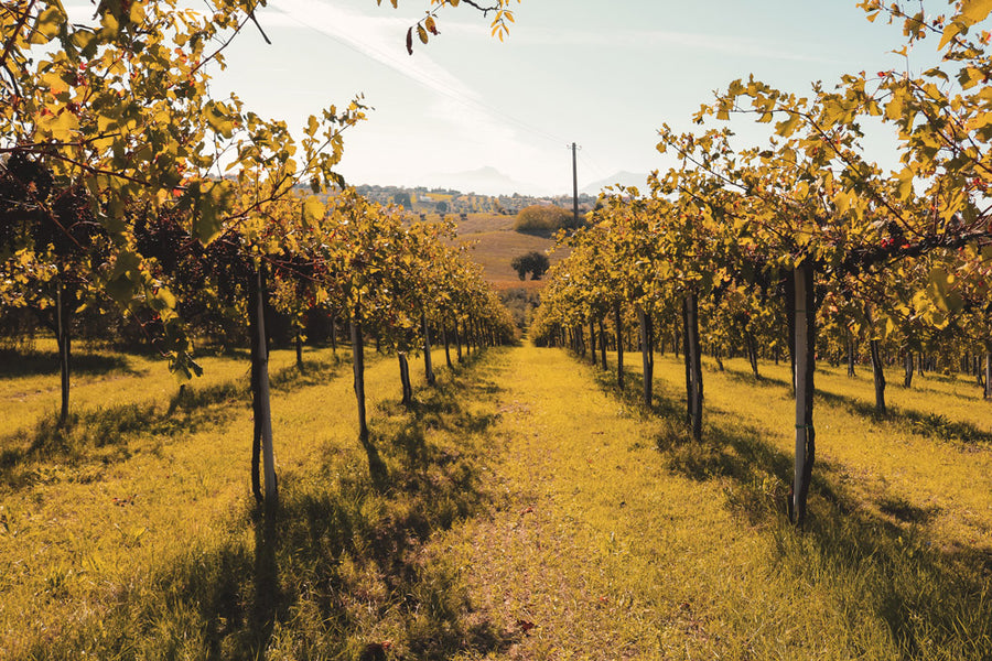 Controguerra - Tour 2 giorni - WINERIES