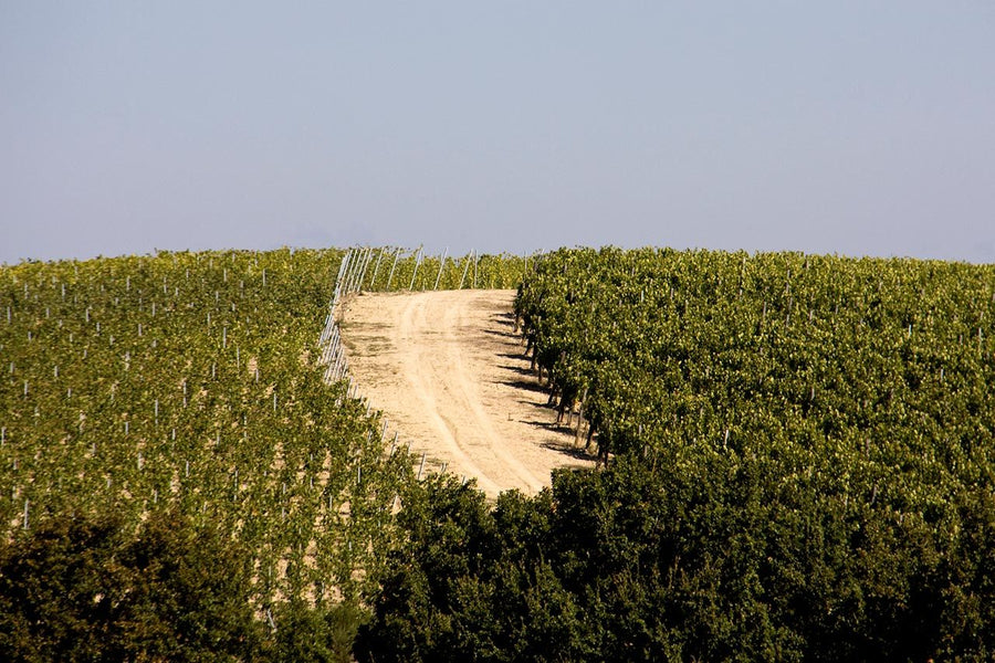 Valdipiatta - Degustazione di vino esclusiva