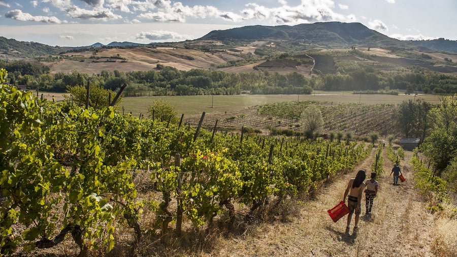 Il Vino e Le Rose - Menù degustazione 6 vini - Piemonte