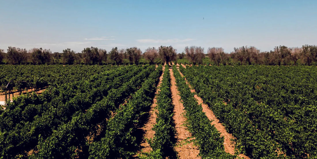 Masseria Torleanzi - Sommelier wine experience Puglia Masseria Torleanzi